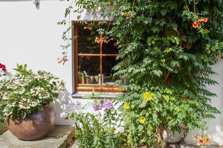charming window decoration with different flower typesの写真素材