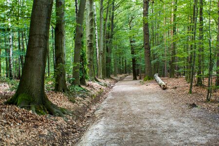 Hiking trail in the forest of a nature reserveの写真素材