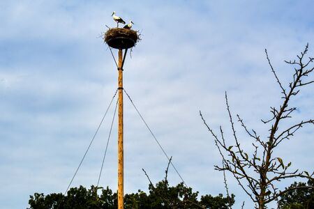 two storks in the stork's nest from a cartwheel on a sunny day in Moritzburg Saxonyの写真素材