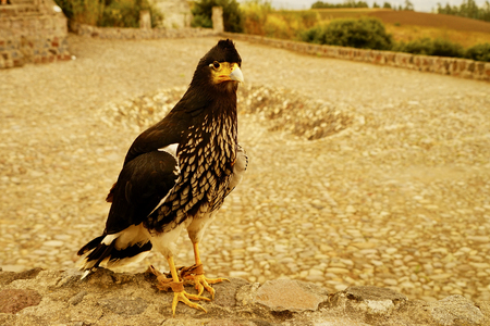 Curiquingueの写真素材