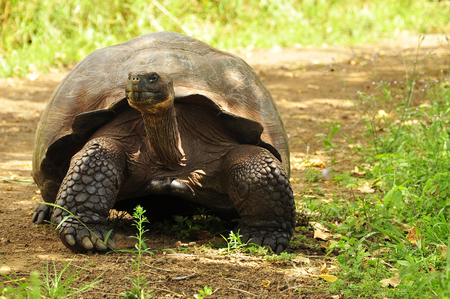 Galapago in the island of Santa Cruzの写真素材