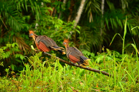 Oatzines in the amazon region of Ecuadorの写真素材