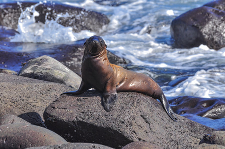 sea lion on a rockの写真素材