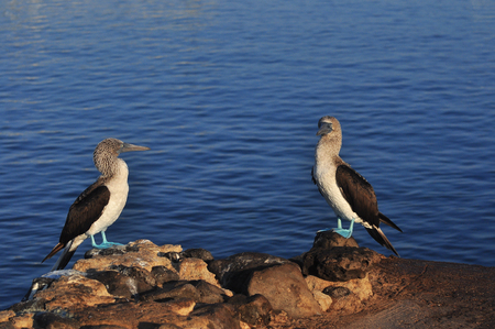 Blue footed boobies on the island of San Cristobal, Galapagos, Ecuadorの写真素材