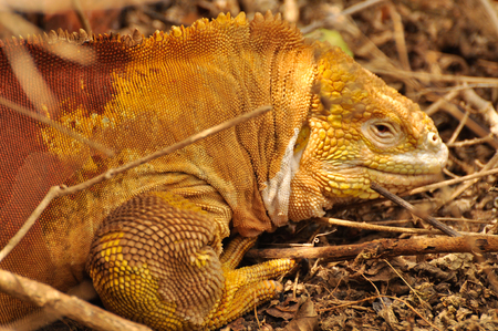 Land Iguana on the island of Santa Cruz, Galapagos, Ecuadorの写真素材