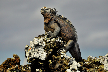 An iguana sitting on a lava rock, Galapagos Islands, Ecuadorの写真素材