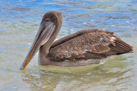 A pelican in the water on the Galapagos Islands, Ecuadorの写真素材