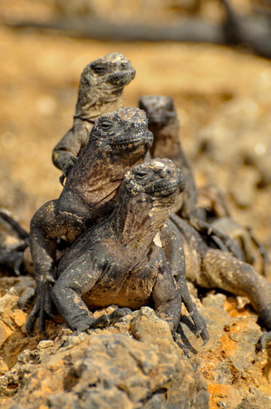 Marine Iguana on a rock, Galapagos Islands, Ecuadorの写真素材