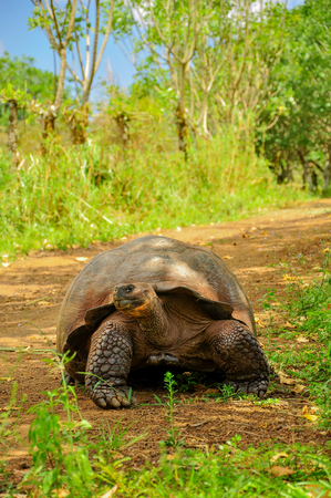 A Galapagos Tortoise walking along a path int he highlands of Santa Cruzの写真素材