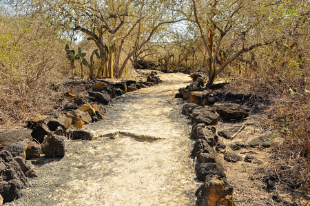 A path through the trees on the island of Isabela, Galapagos, Ecuadorの写真素材