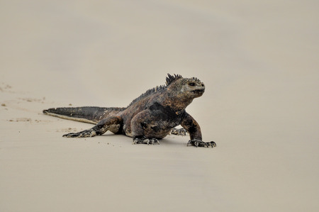 A single marine iguana on the beach.の写真素材
