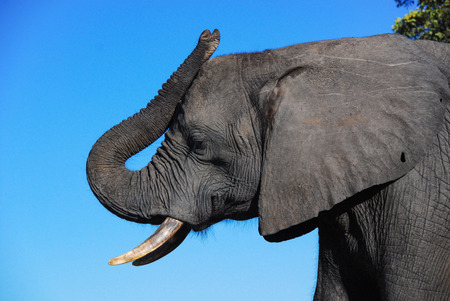 A profile of an elephant head with the trunk pointing upwards.