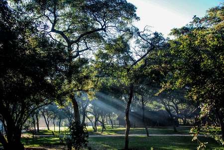 Sun rays through the the trees.の写真素材