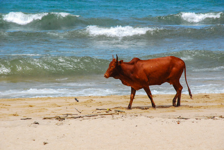 A single cow walking along the beach on a bright sunny dayの写真素材