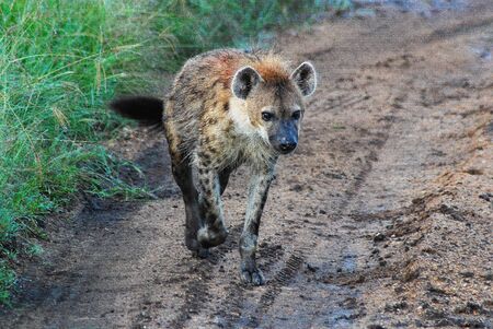 a lone hyena walking along a dirt roadの写真素材