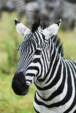 A zebra close up with various blurry zebras in the backgroundの写真素材