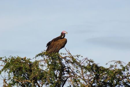 A vulture sitting on the top of a tree.の写真素材