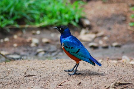 A colorful bird on the ground in Africaの写真素材