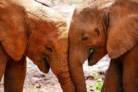 Two baby elephants with their heads close up.の写真素材