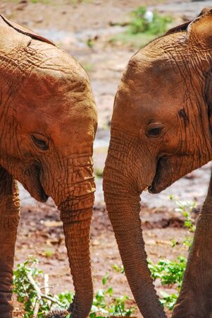 Two baby elephants with their heads close up.の写真素材