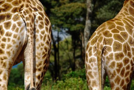 Two giraffe with their backs to the cameraの写真素材