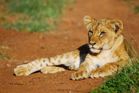 a young lion cub sitting on the dirt roadの写真素材