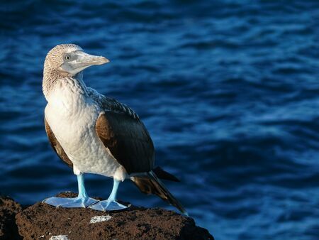 A blue footed boobie sitting on a rock with the blue sea in the background on a sunny day.の写真素材
