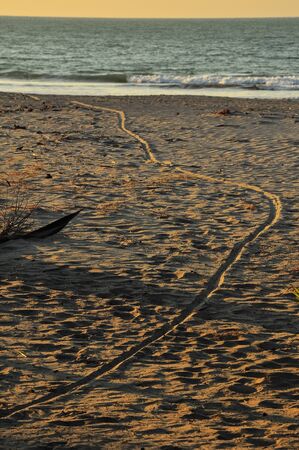 The beach during sunset in verticla format6の写真素材