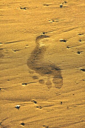 A footprint on the beach at golden hourの写真素材