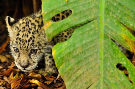 A young jaguar stalking in the grassの写真素材
