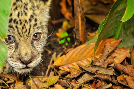 A young jaguar stalking in the grassの写真素材