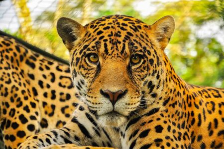 Adult jaguar sitting in the jungleの写真素材