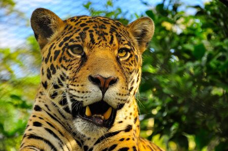 Adult jaguar sitting in the jungleの写真素材