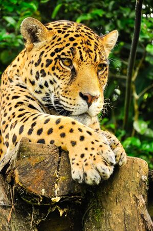 Adult jaguar sitting in the jungleの写真素材