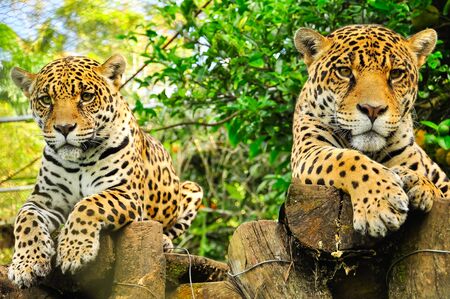 A pair of adult jaguars sitting in the jungleの写真素材