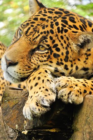 Adult jaguar sitting in the jungleの写真素材