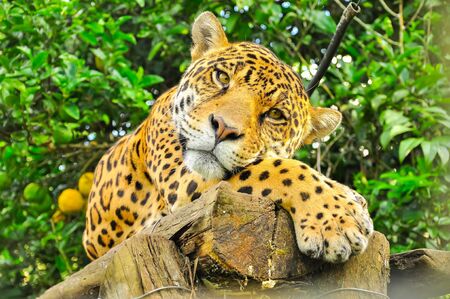Adult jaguar sitting in the jungleの写真素材
