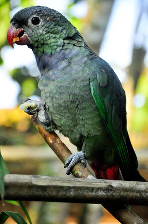 A full body shot of a green grey parrot with food in the claw.