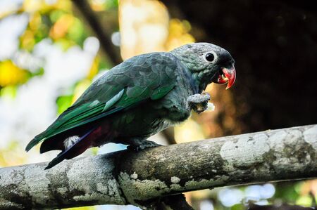 A full body shot of a green grey parrot with food in the claw.