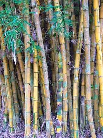 Bamboo trees for backgroundの写真素材