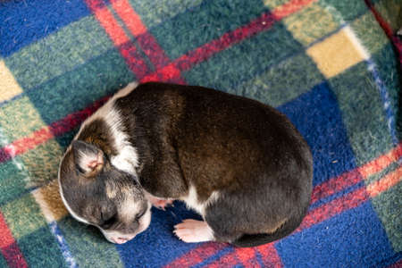 a small two week old black and white puppyの写真素材
