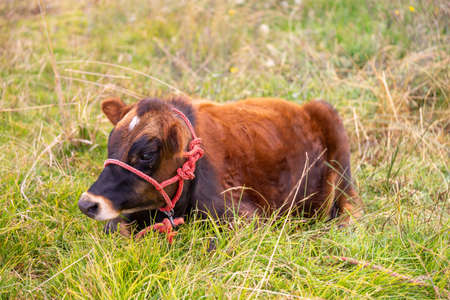A single cow in the grassの写真素材