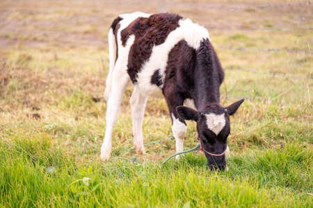 A young black and white cow eating grassの写真素材