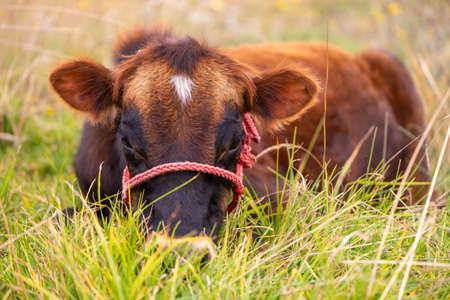 A single cow in the grassの写真素材