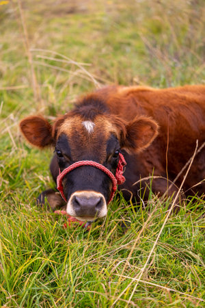 A young brown cow sitting on the grassの写真素材