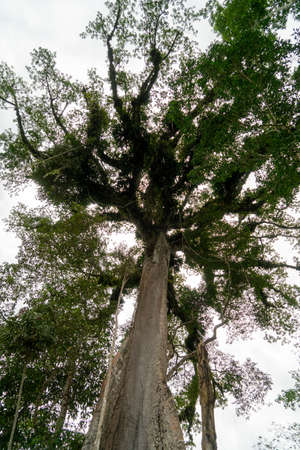 A single cappuchine monkey sitting on the branch of a treeの写真素材