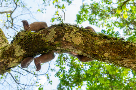 A single cappuchine monkey sitting on the branch of a treeの写真素材
