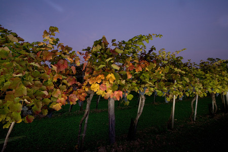 Night trip to a winegrowing at harvest timeの写真素材