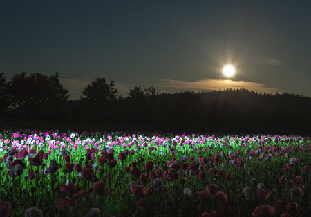 A night in the forest and on the fieldの写真素材