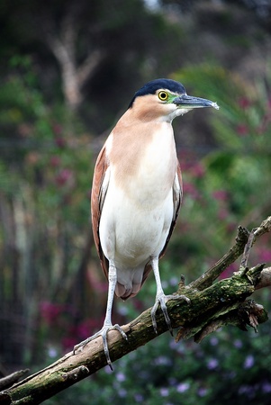 Rufous Night Heron sitting on a branch 